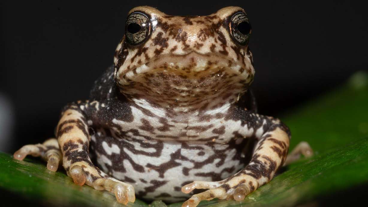Nectophrynoides luhomeroensis is one of the three newly identified toad species. (Photo by John Lyakurwa)