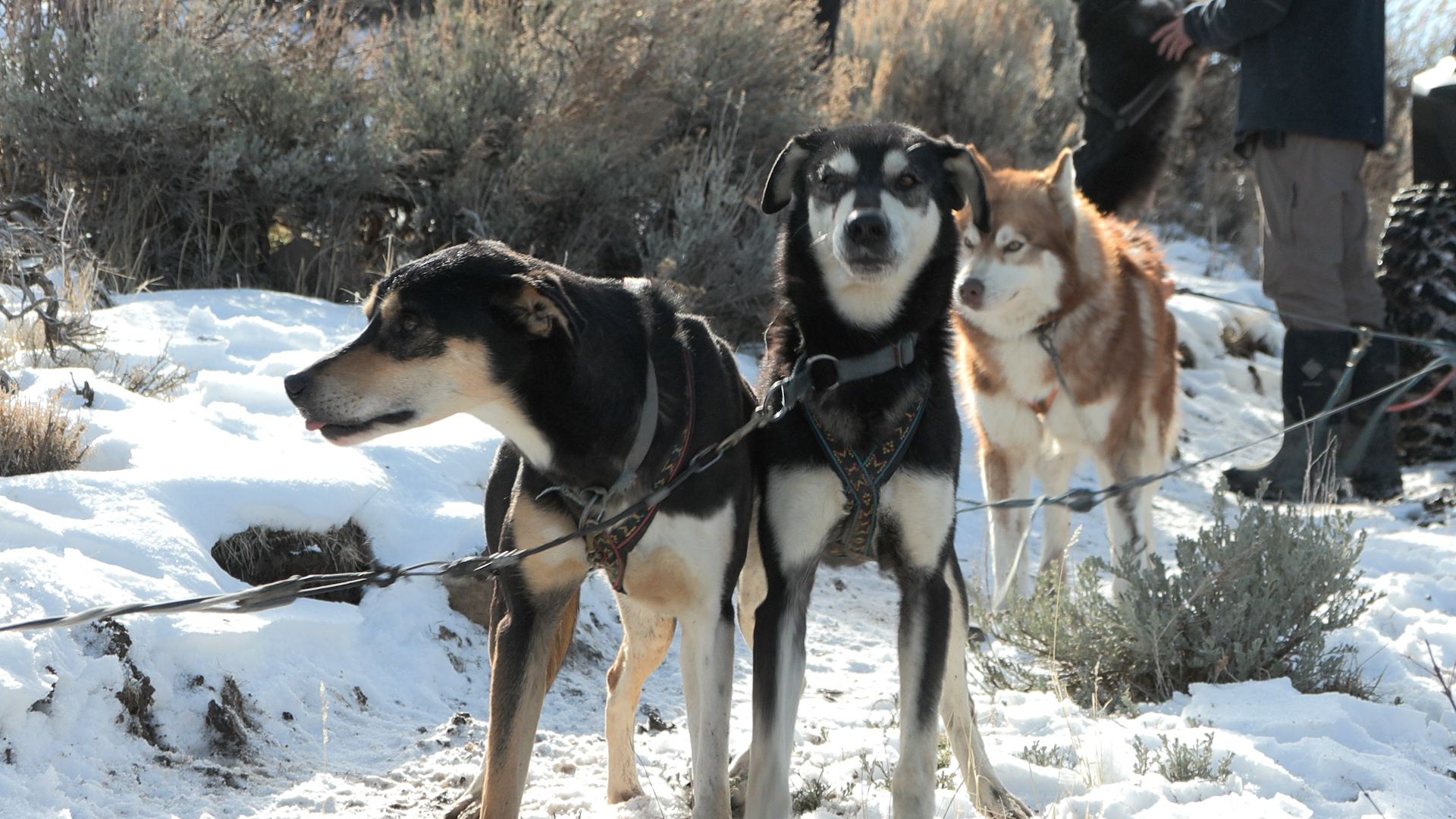 Utah dog sledding team gives rescue dogs a second chance