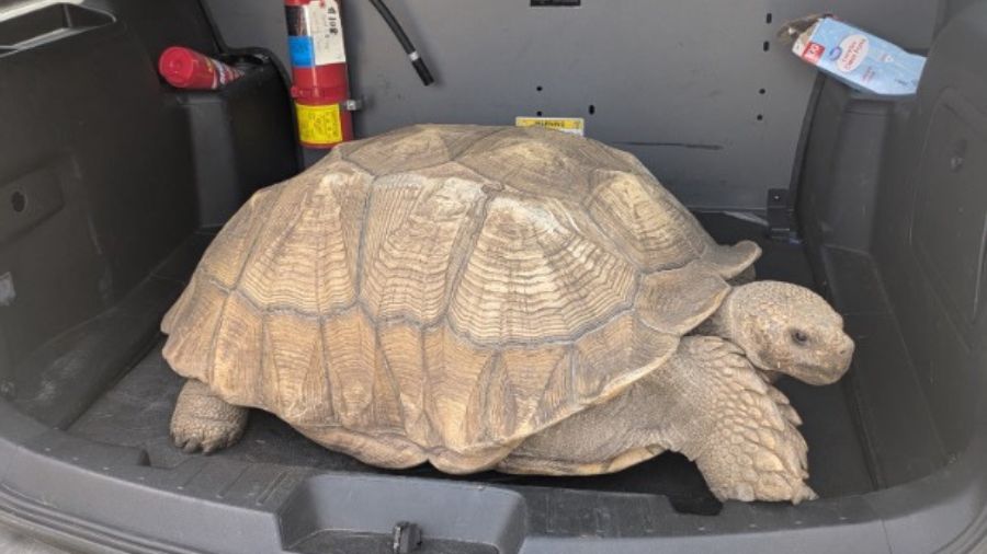 Georgia police rescue runaway tortoise near school