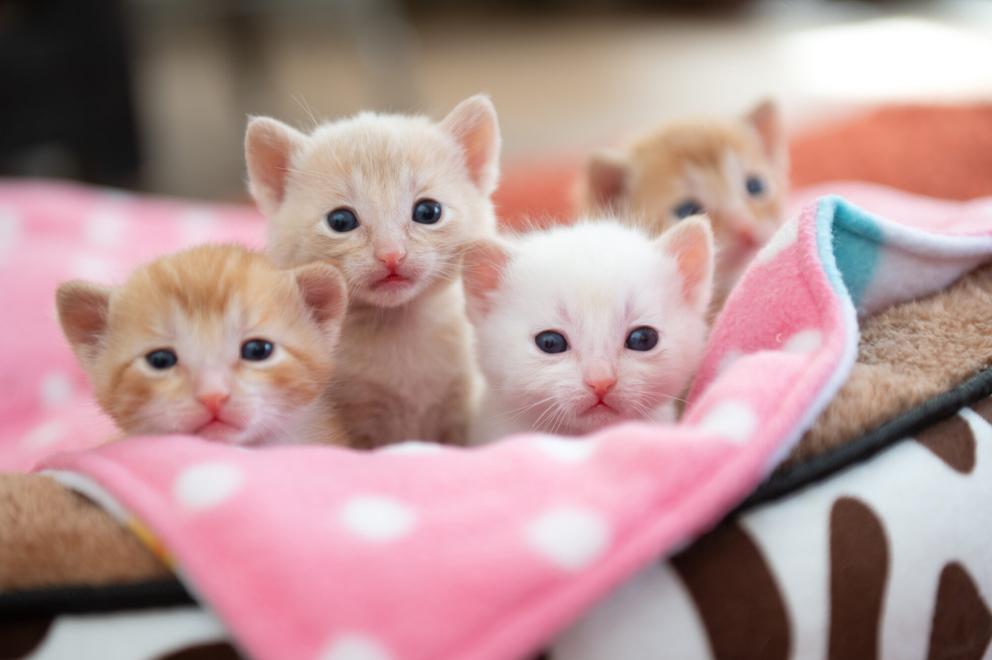Nearly 75% fewer cats killed in shelters across country than decade prior, new data shows