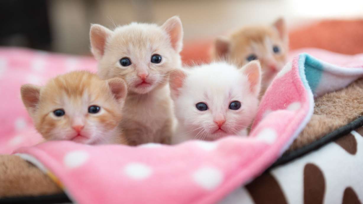 Nearly 75% fewer cats killed in shelters across country than decade prior, new data shows