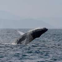 Sightings of humpback whales surge in Rio de Janeiro, fueling demand for whale-watching trips