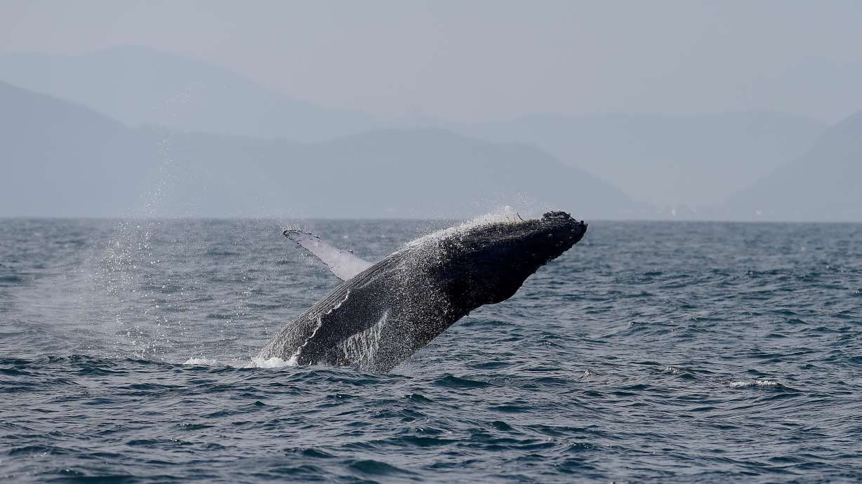 A humpback whale breaches off the coast of Rio de Janeiro, Brazil, Tuesday. Sightings of humpback whales off Rio de Janeiro's coast are surging as they recover from decimation due to commercial whaling.