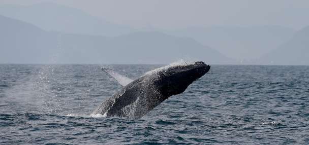 Sightings of humpback whales surge in Rio de Janeiro, fueling demand for whale-watching trips