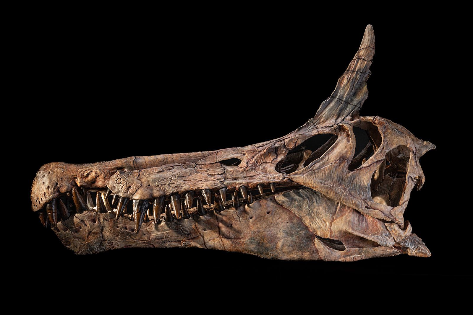 ‘Hell heron’: The first new Spinosaurus species identified in over a century