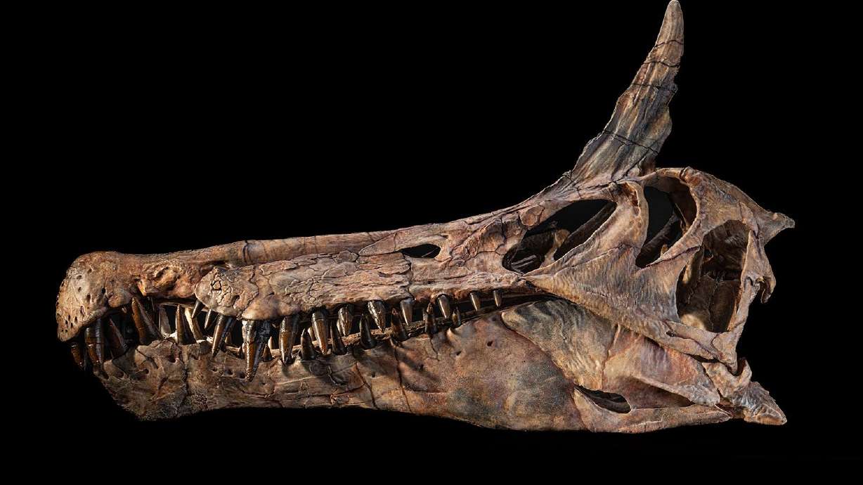 ‘Hell heron’: The first new Spinosaurus species identified in over a century