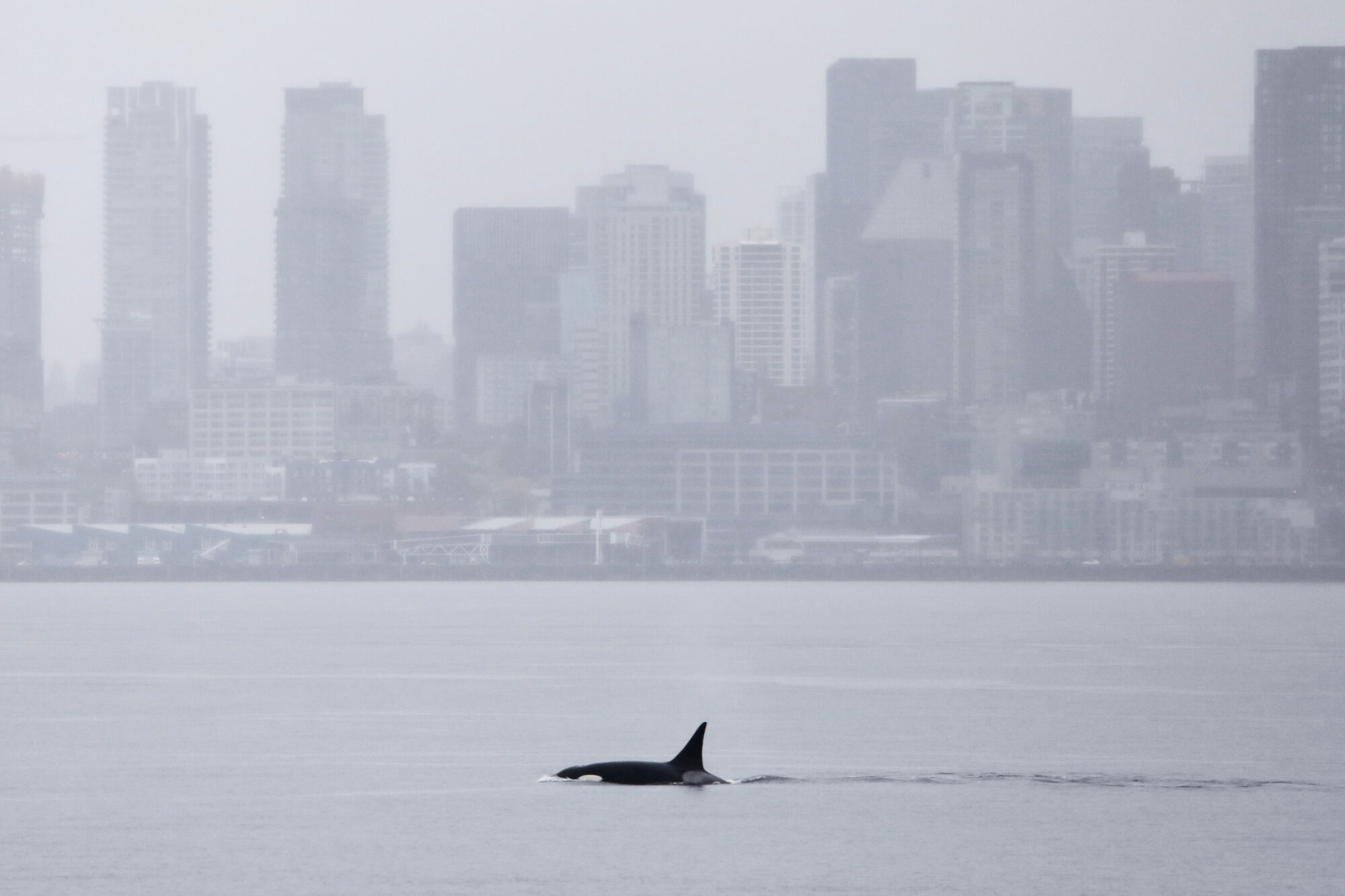 Orcas never seen before in Seattle delight whale watchers with a visit