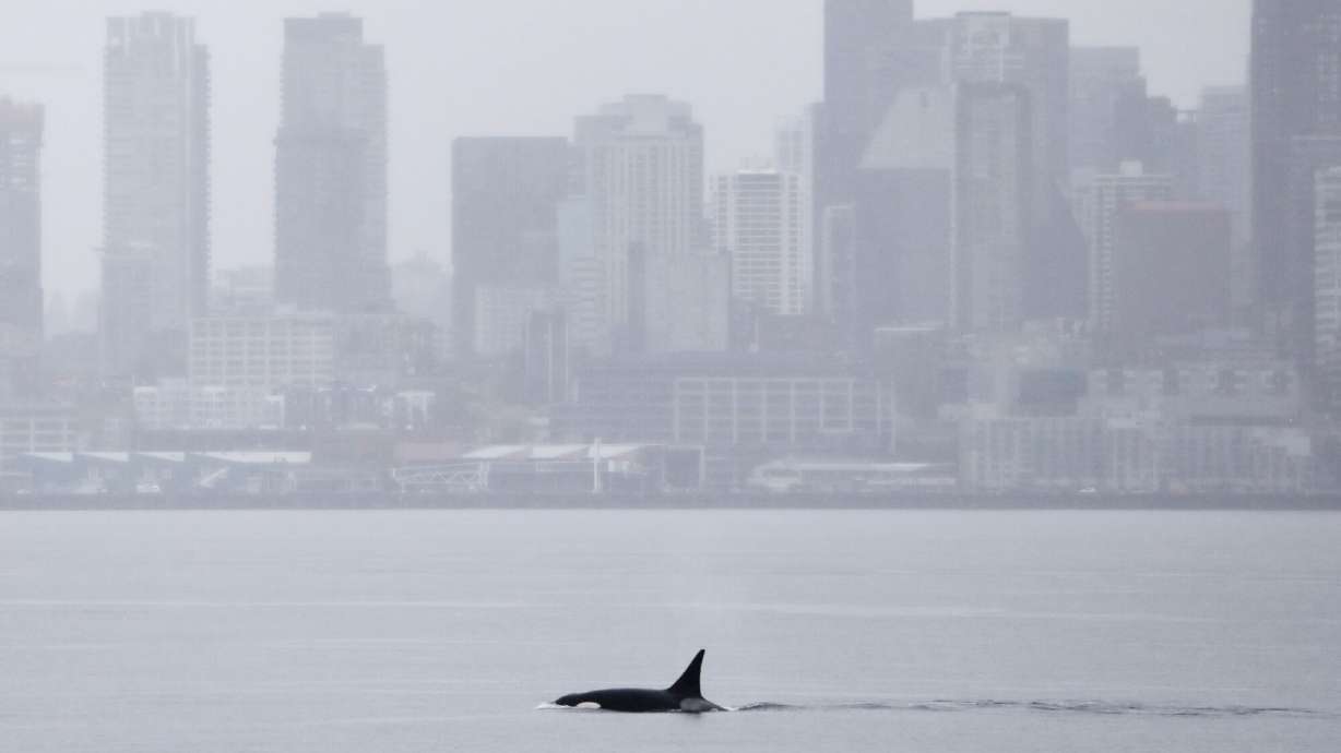 Orcas never seen before in Seattle delight whale watchers with a visit