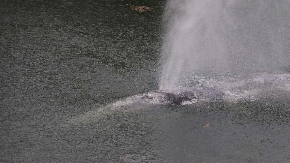 A gray whale that swam 20 miles up a Washington state river is found dead