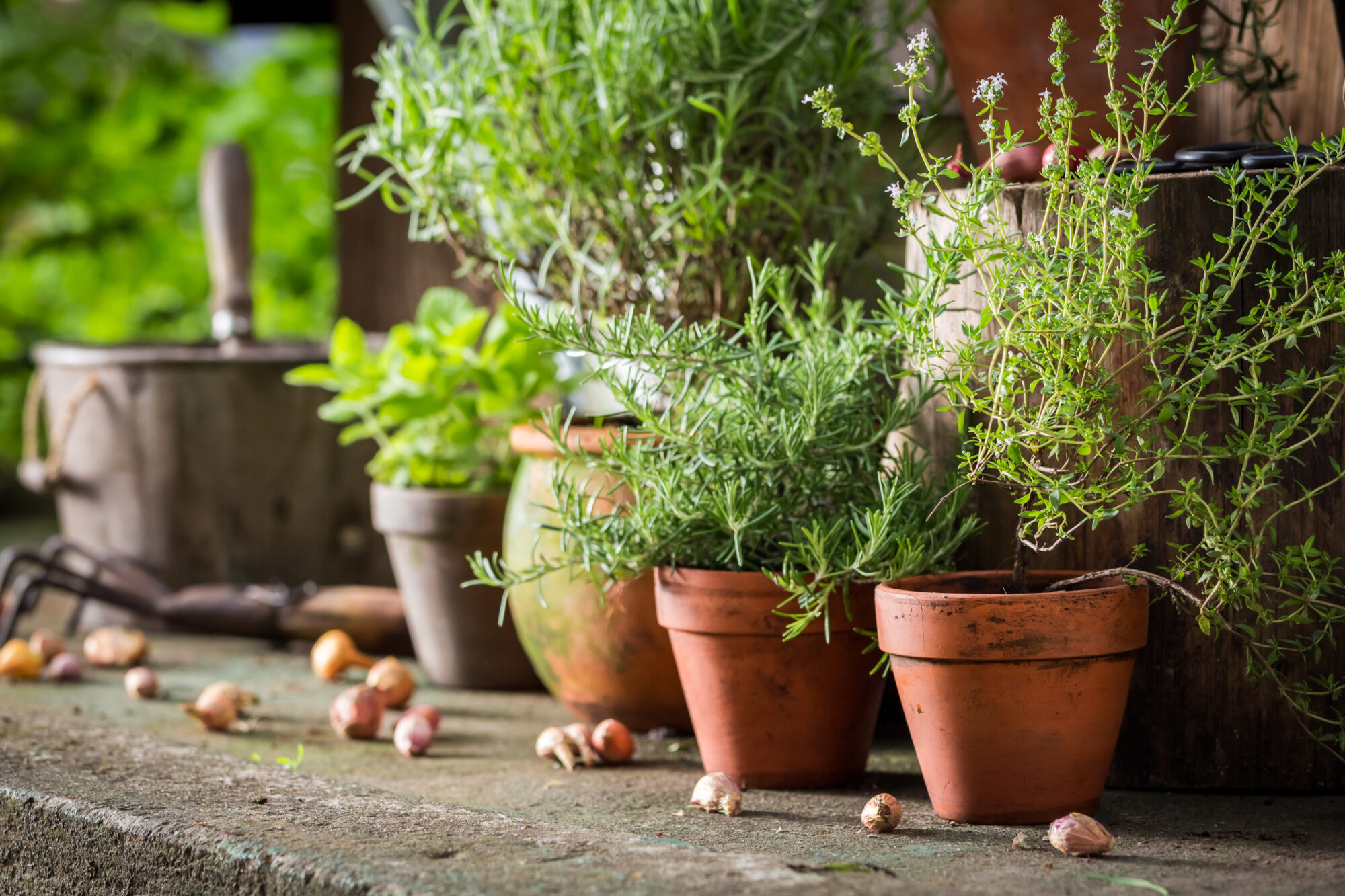Grow your own fresh herbs! Here's the easy formula for a container herb garden