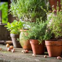 Grow your own fresh herbs! Here's the easy formula for a container herb garden