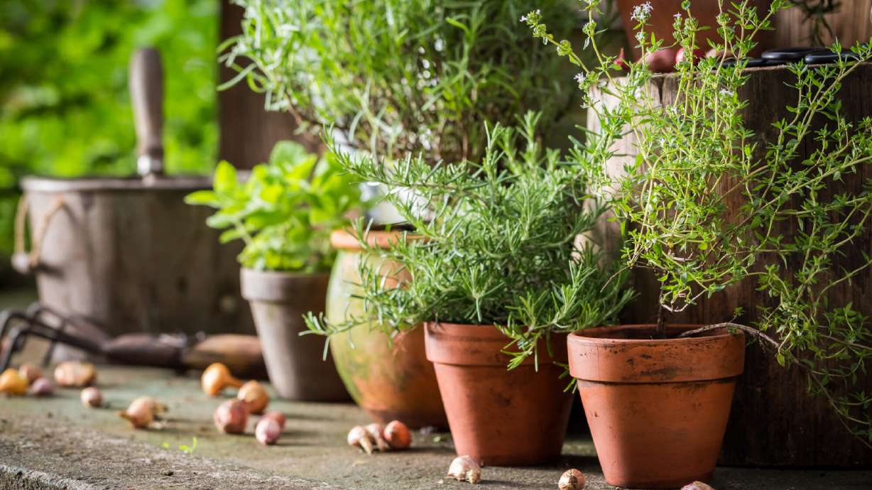 You can plant an herb garden on your front porch!