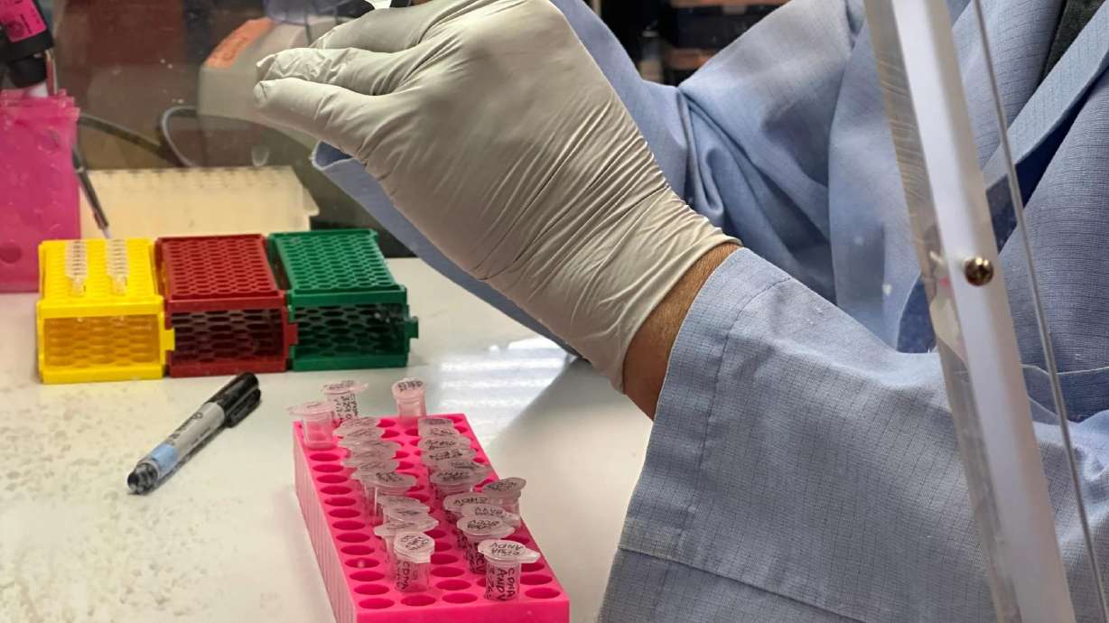 What to know about hantavirus, the illness suspected in a cruise ship outbreak