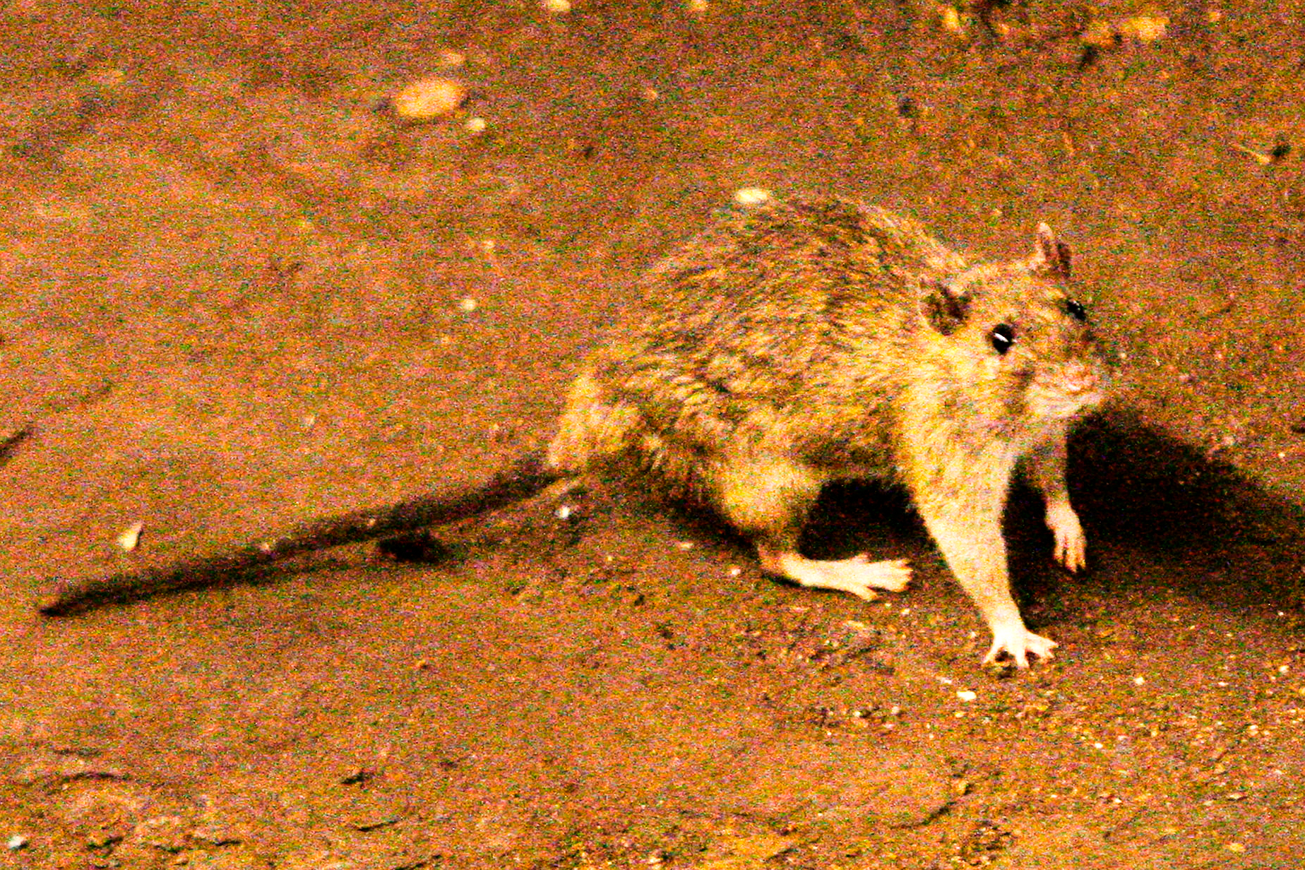 Epidemiologist: Suspected deadly hantavirus outbreak on cruise ship raises questions