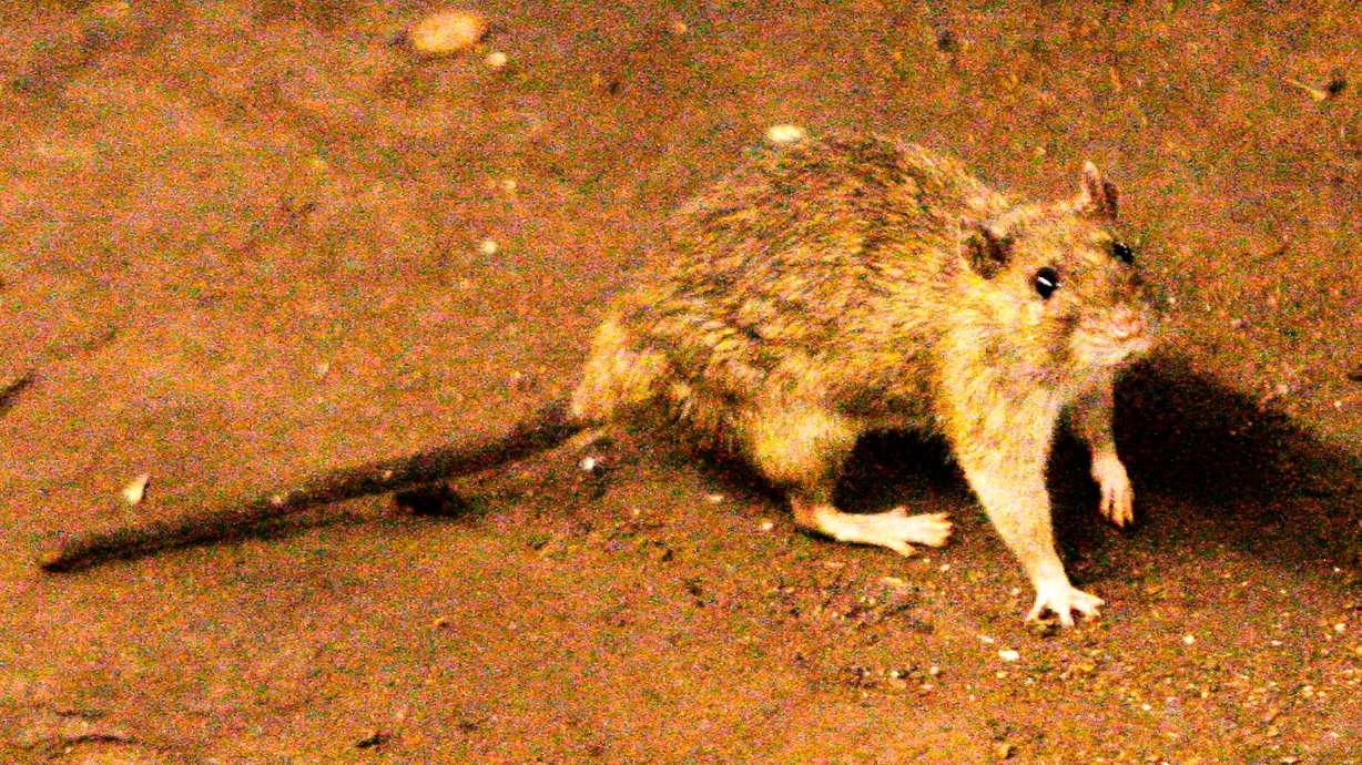 Epidemiologist: Suspected deadly hantavirus outbreak on cruise ship raises questions