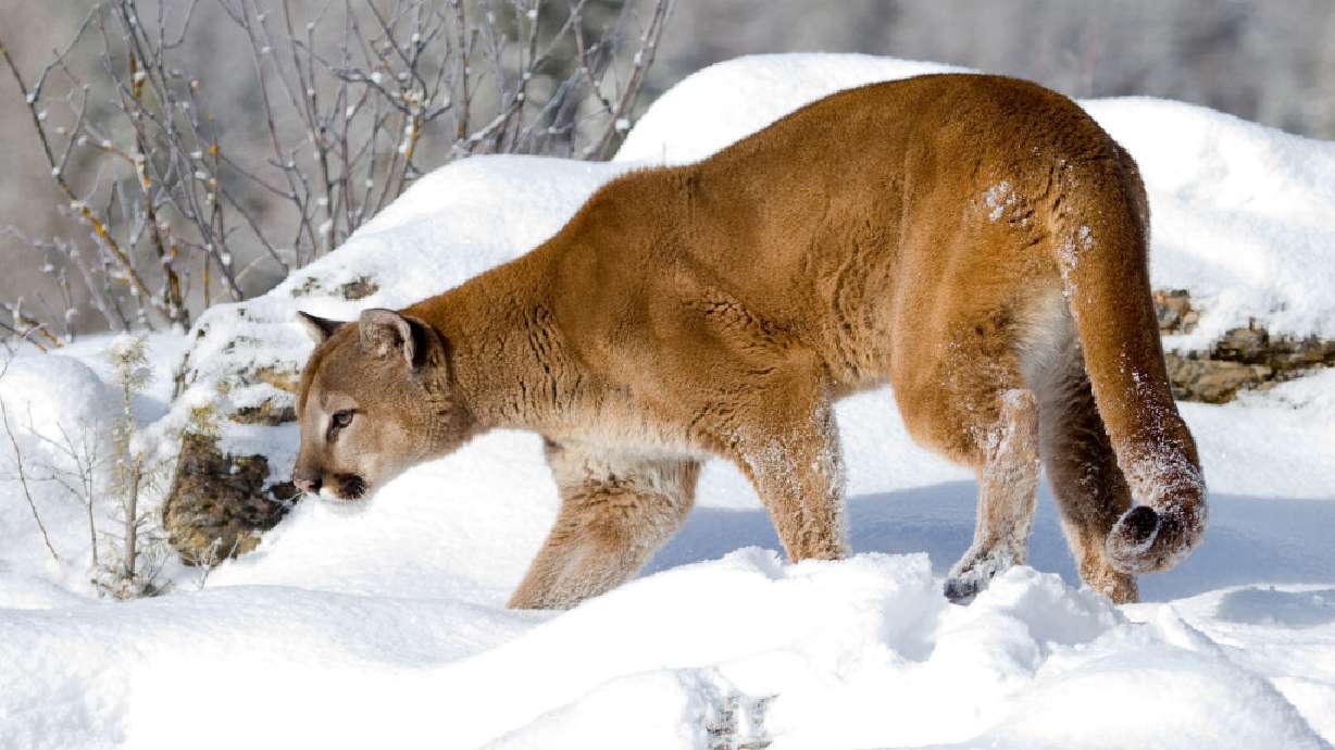 A cougar is pictured in this undated handout photo from the state of Utah.