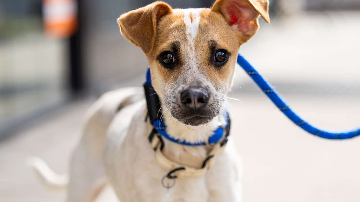 How AI is helping shelter pets find homes