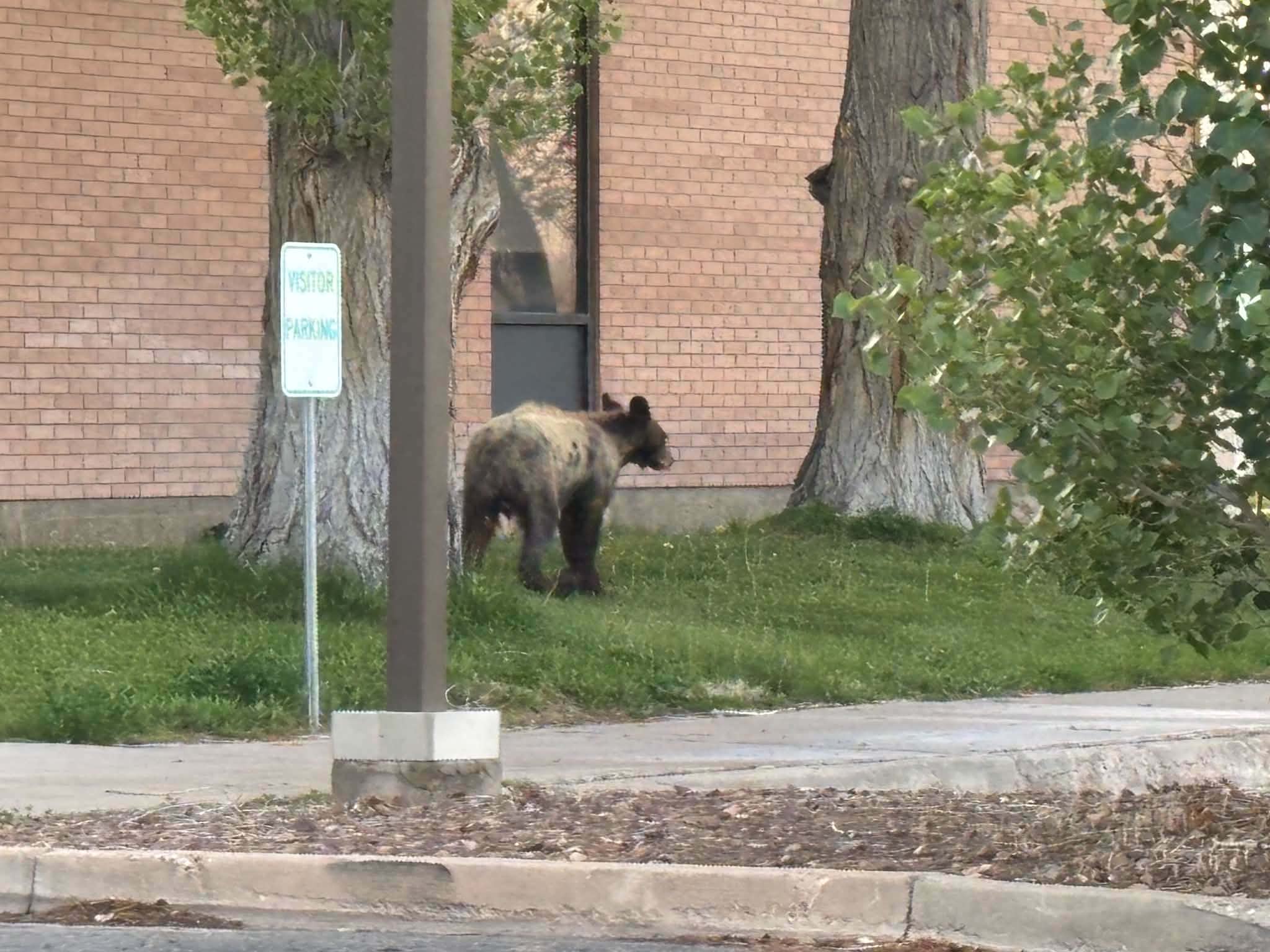 Officials trying to remove two bears wandering tribal lands