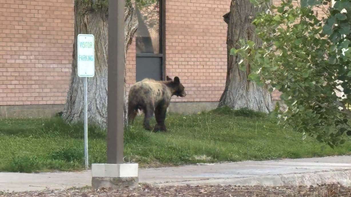 Officials trying to remove two bears wandering tribal lands