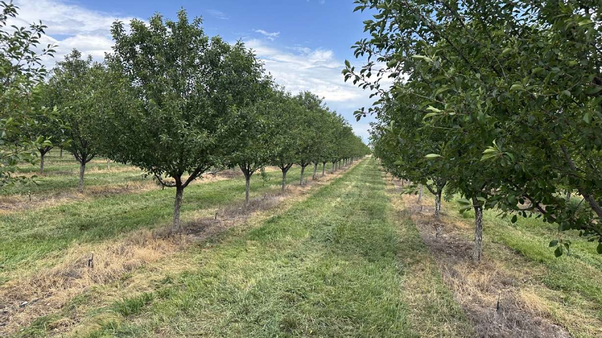 Utah County farmer loses entire fruit crop after this year's extreme weather