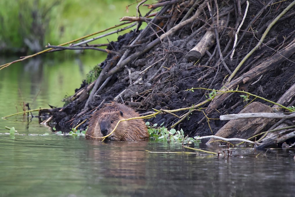USU researchers working with beaver to preserve water