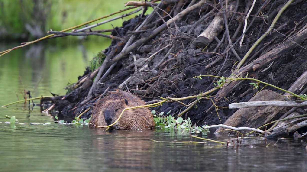 USU researchers working with beaver to preserve water