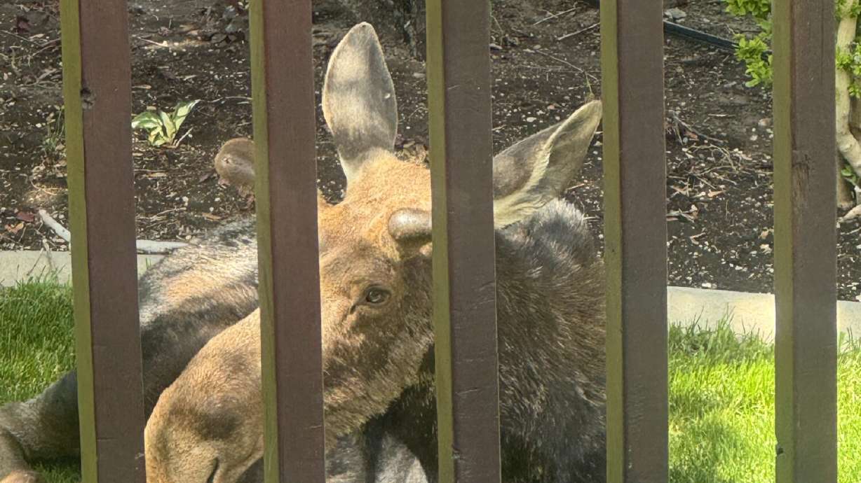 Moose relocated after wandering into a backyard, officials say dry winter impacts animals