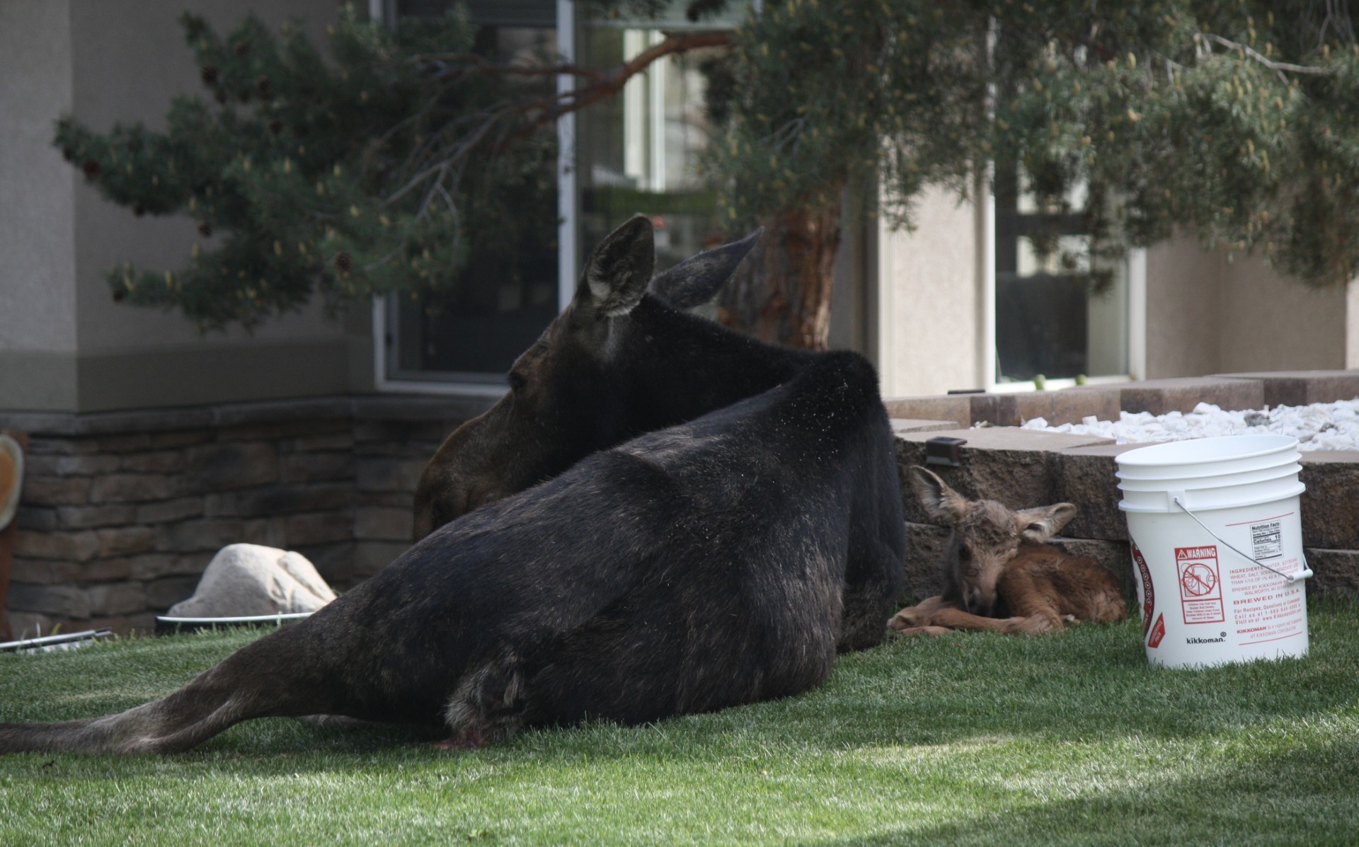 Park City moose sighting highlights spring baby animal season in Utah