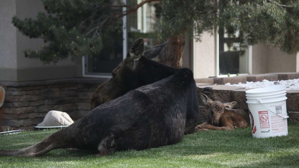 Park City moose sighting highlights spring baby animal season in Utah
