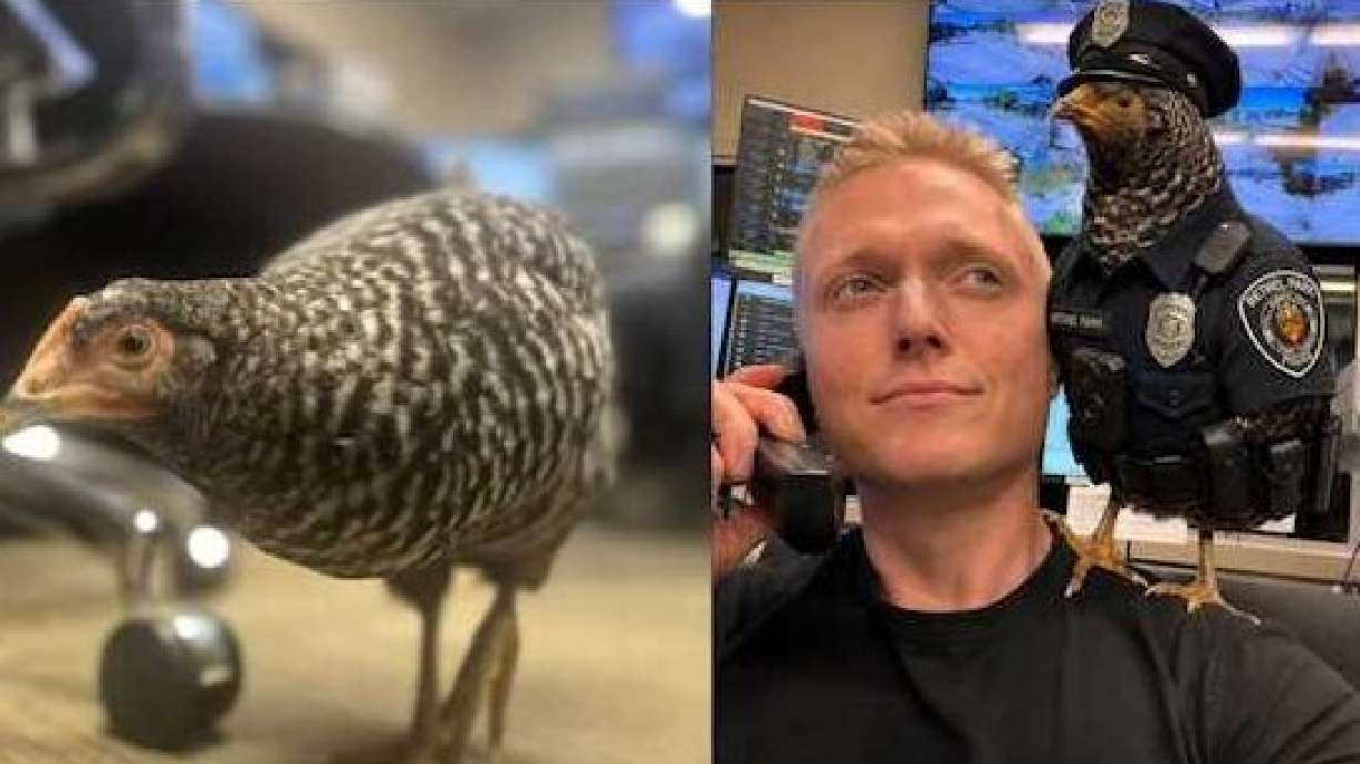 Lost chicken becomes temporary police recruit following road rescue