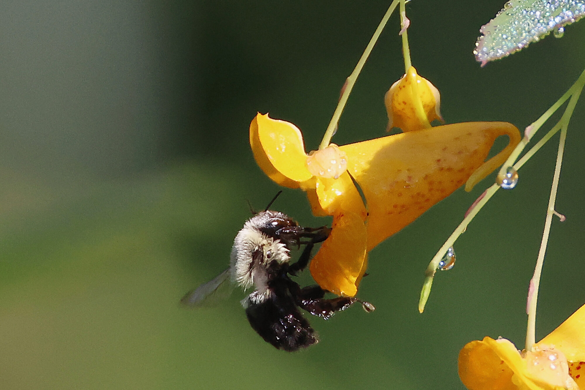 Bumblebees show advanced problem-solving skills in new experiment