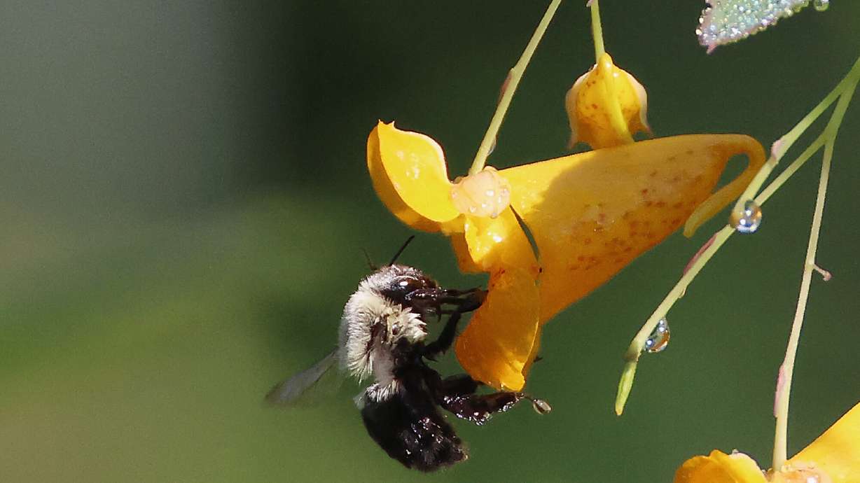 Bumblebees show advanced problem-solving skills in new experiment
