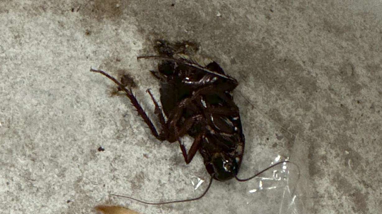 Warm winter leads to early surge in pests, including cockroaches