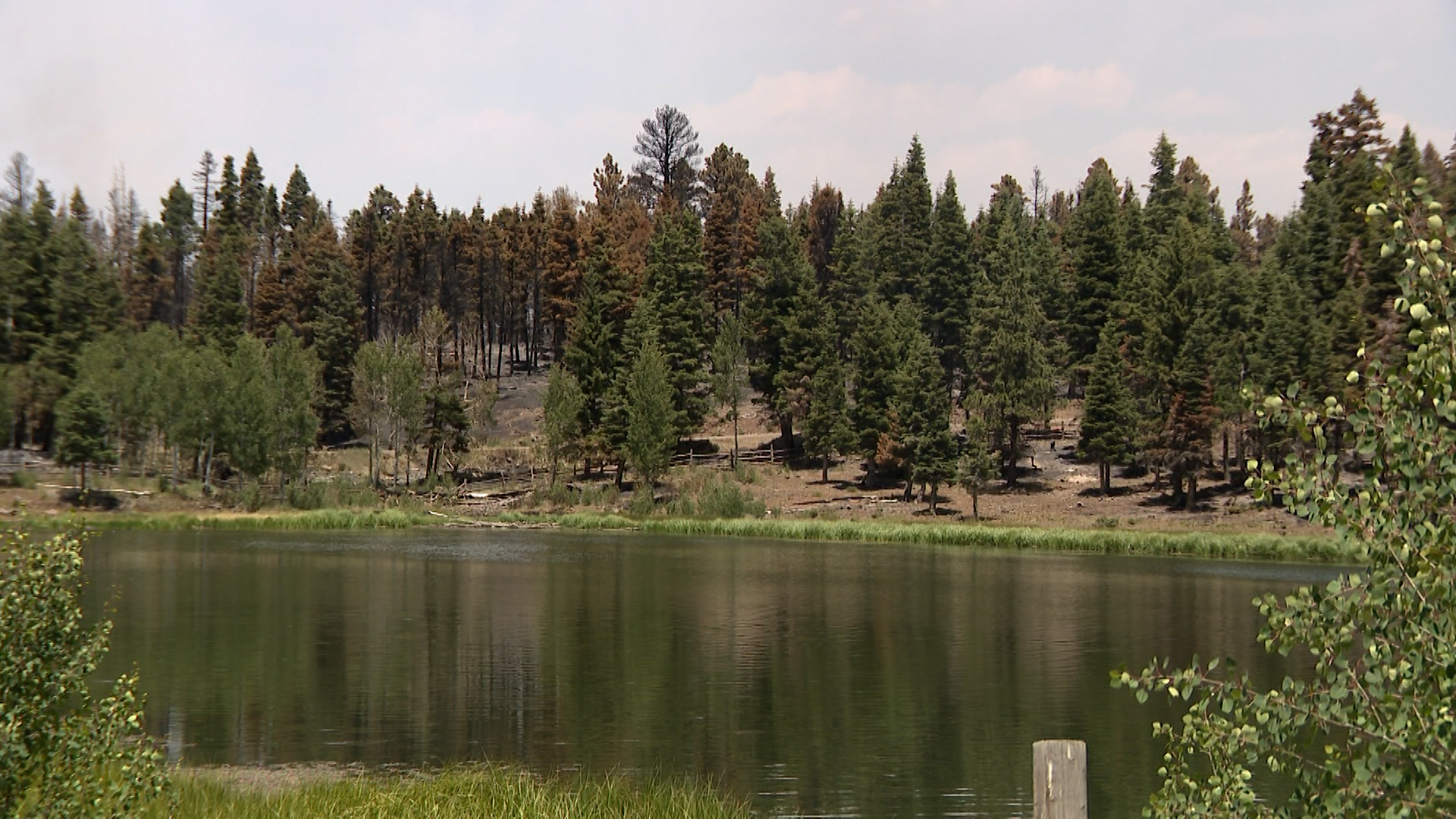 Despite devastation, Cottonwood Fire leaves behind 'islands of hope' on Beaver Mountain