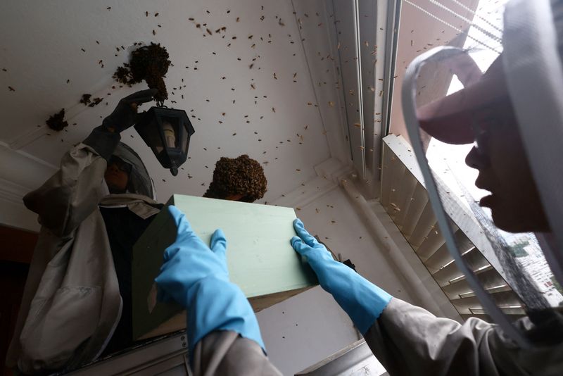 Relocating 6 million Singapore bees and counting, one nest at a time