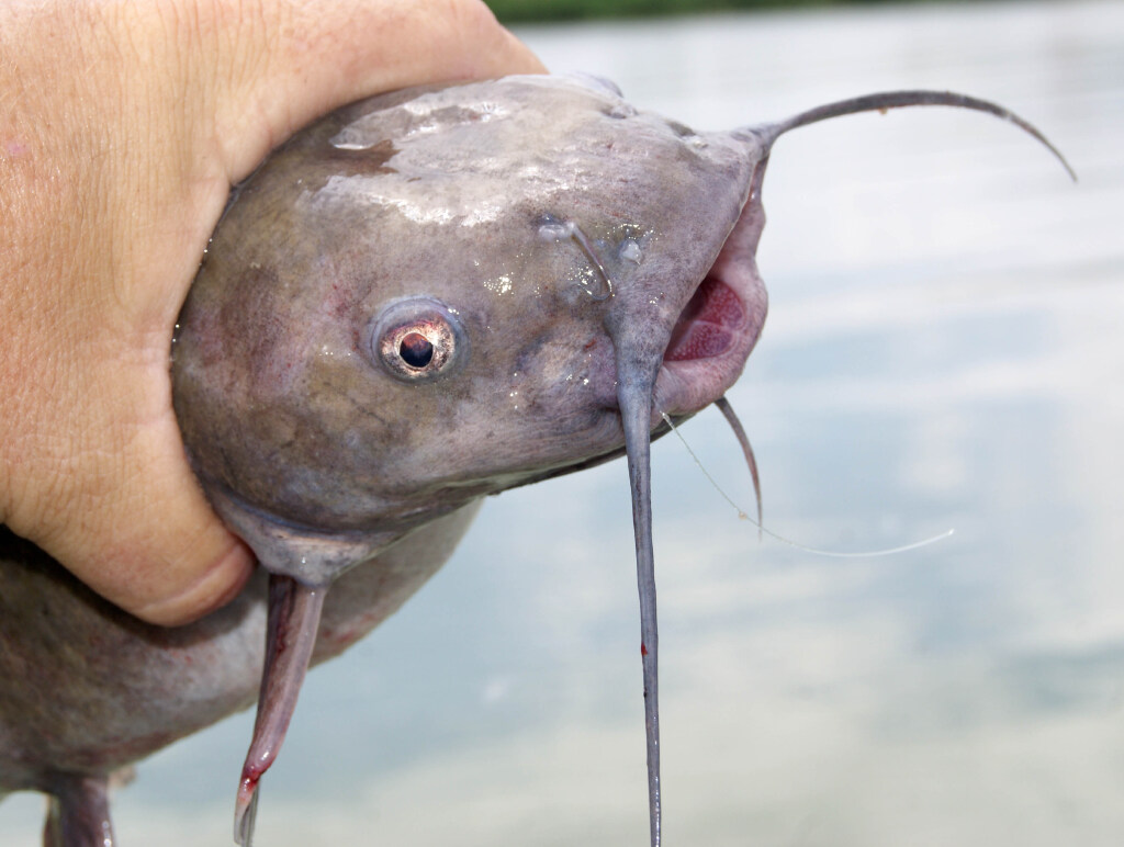 How Utah determines whether fish are safe to eat