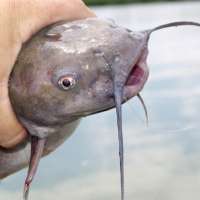 How Utah determines whether fish are safe to eat