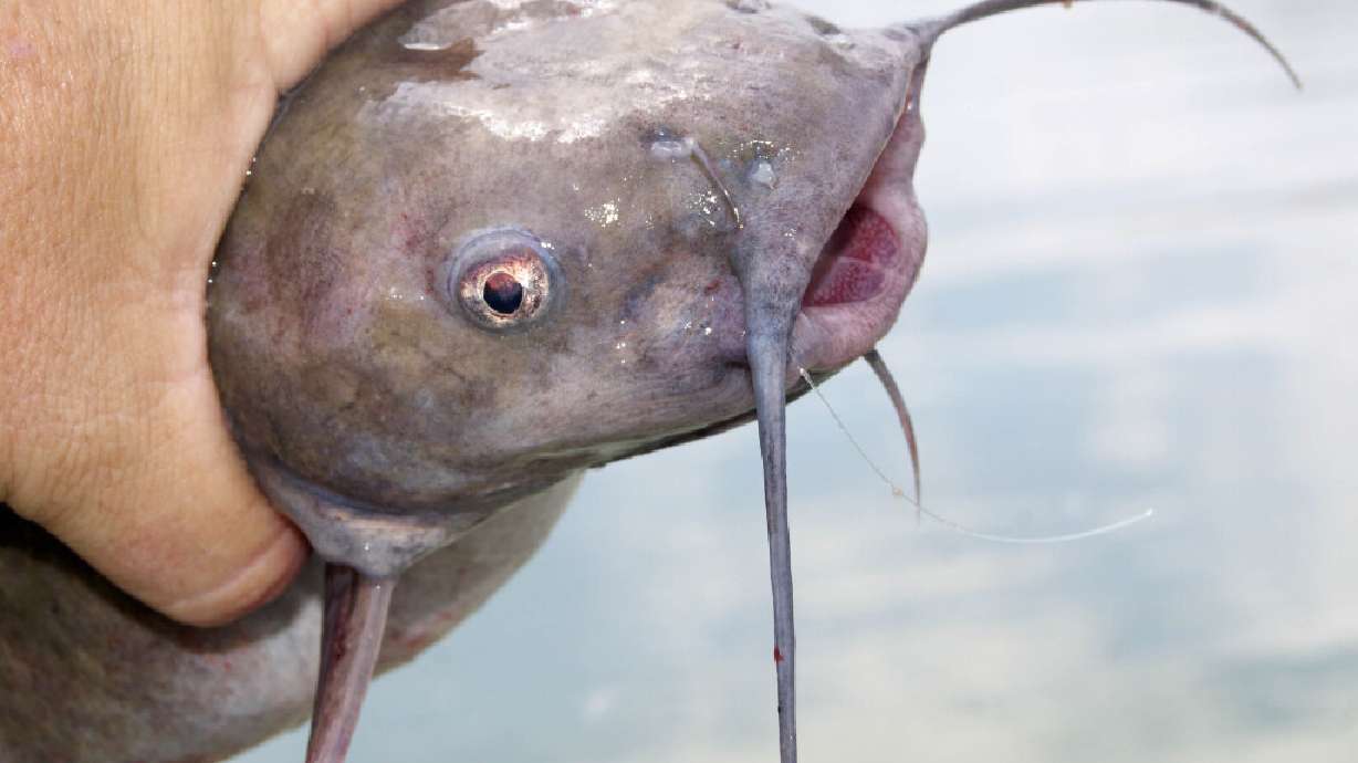 How Utah determines whether fish are safe to eat
