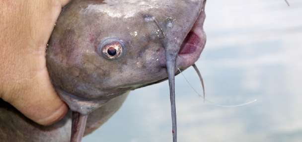 How Utah determines whether fish are safe to eat