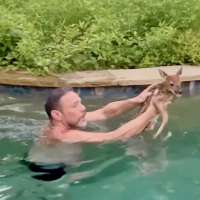 Have You Seen This? Man saves panicked fawn from swimming pool