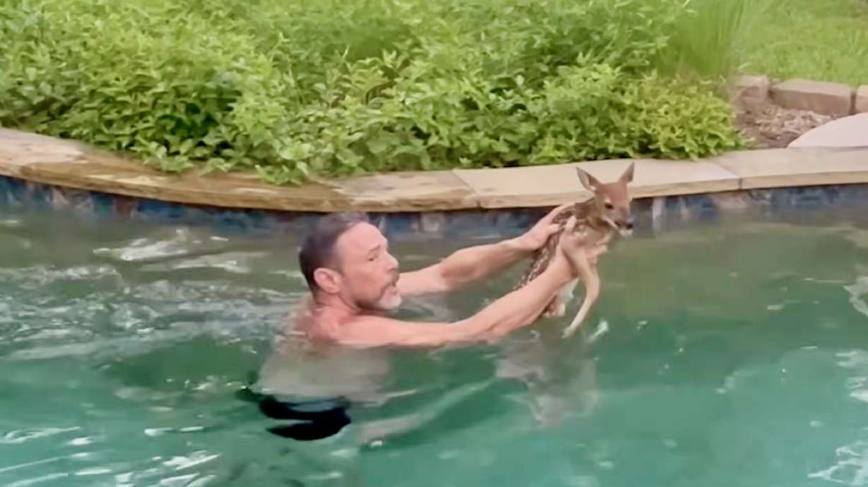 After a fawn somehow stumbled into a Texas swimming pool, a man came to the rescue as the critter's worried mother looked on.