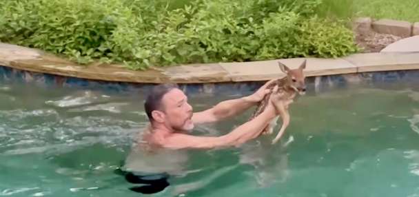 Have You Seen This? Man saves panicked fawn from swimming pool