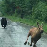 Maine couple spots a bear chasing a moose calf and helps it escape