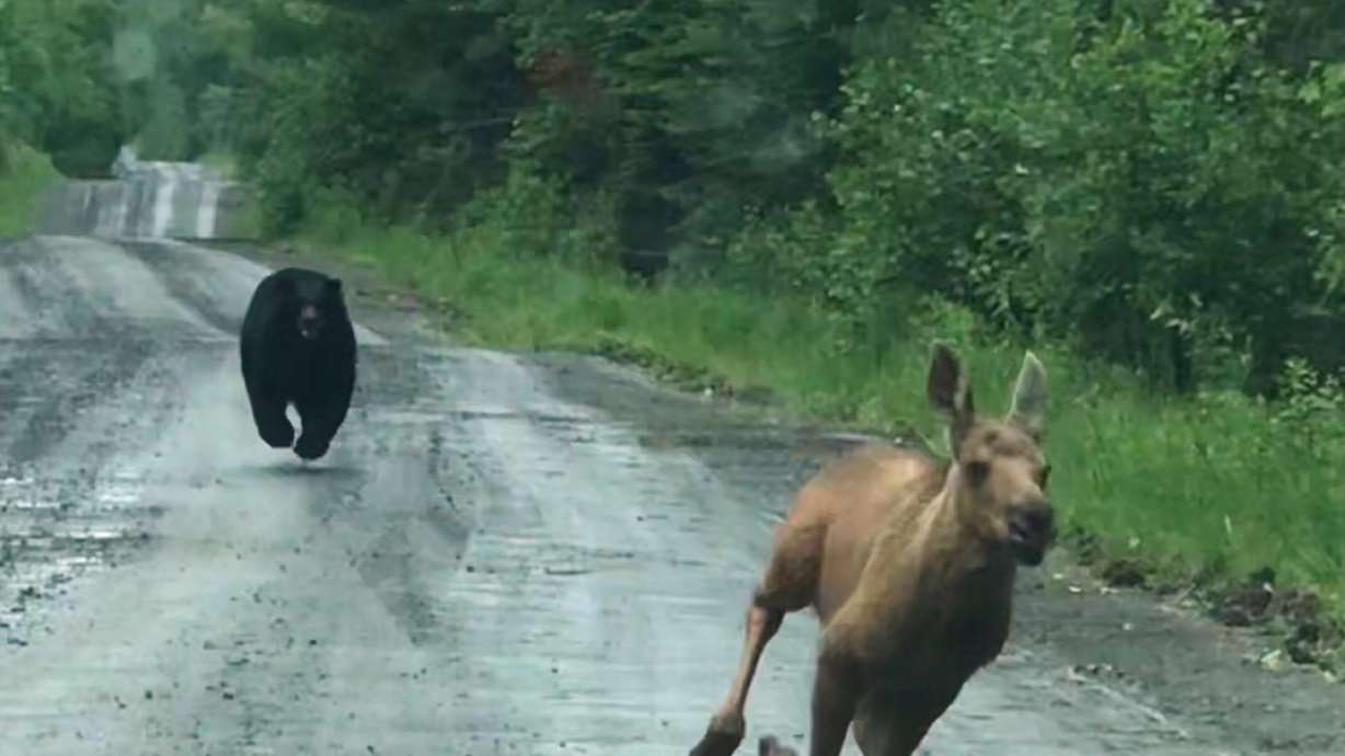 In this photo provided by Elvia J. Malcolm, a bear chases a moose calf in Telos Township, Maine, on June 20. A Maine couple heading out for a day of fishing happened upon a scene fit for a nature documentary: A moose calf running for its life with a large black bear in pursuit.