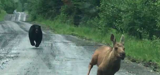 Maine couple spots a bear chasing a moose calf and helps it escape