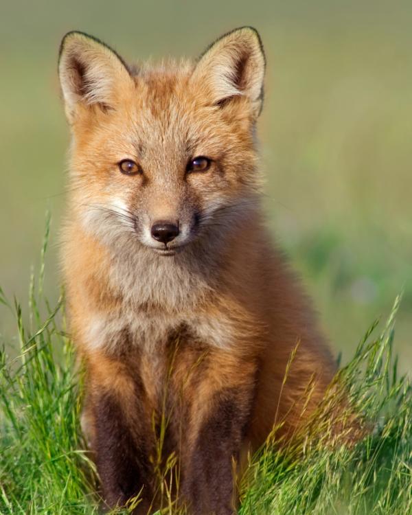 Sunset Walk Through Red Fox Habitat