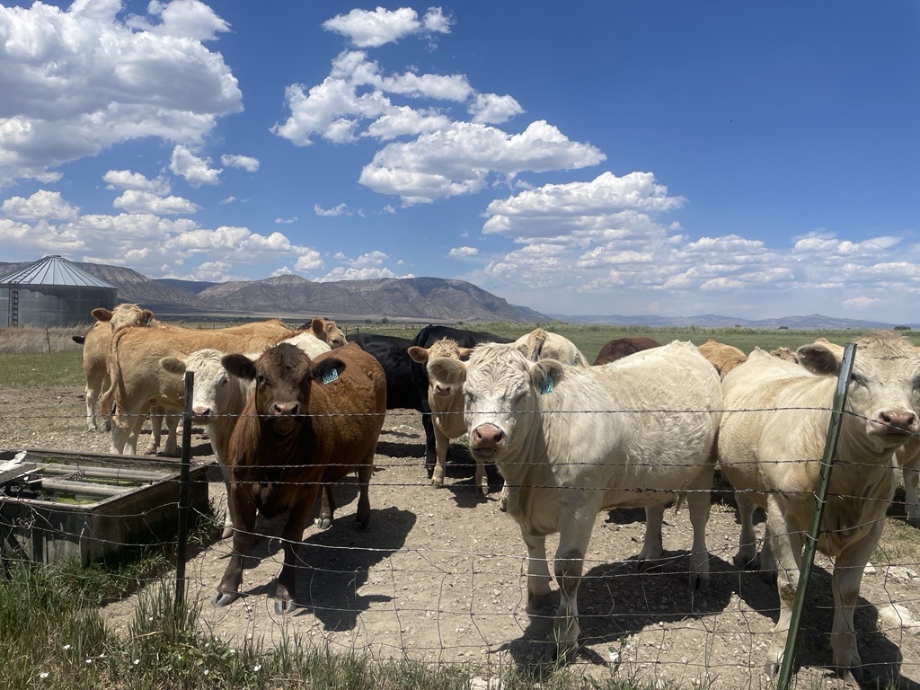 Utah wildfires take heavy toll on livestock