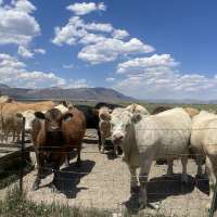 Utah wildfires take heavy toll on livestock