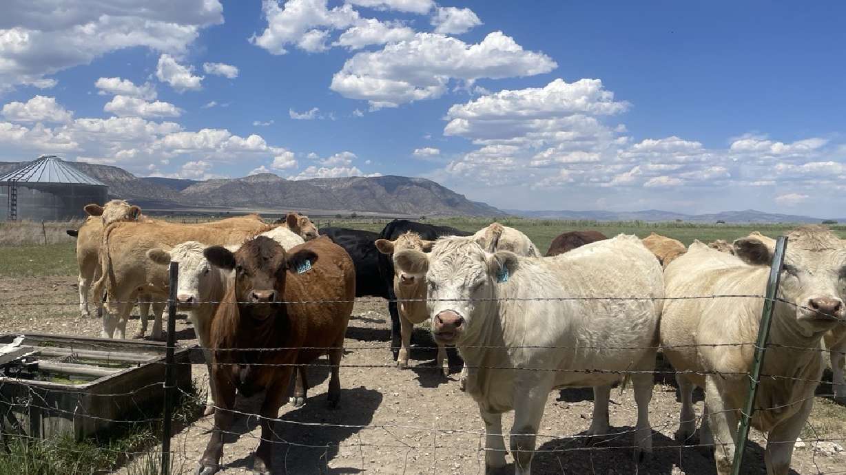 Utah wildfires take heavy toll on livestock