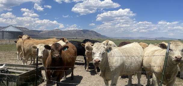 Utah wildfires take heavy toll on livestock